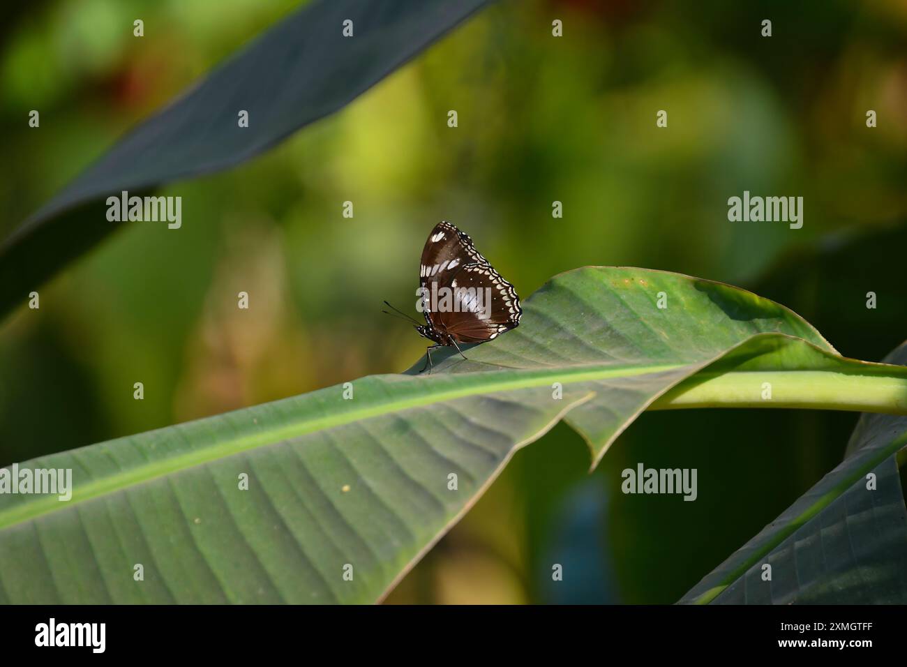 verme,fauna selvatica,millipede,cambogia,asia,animale,biologia,insetto,gamba,invertebrato,animali,sfondo,bello,nero,centipede,vicino,vicino Foto Stock