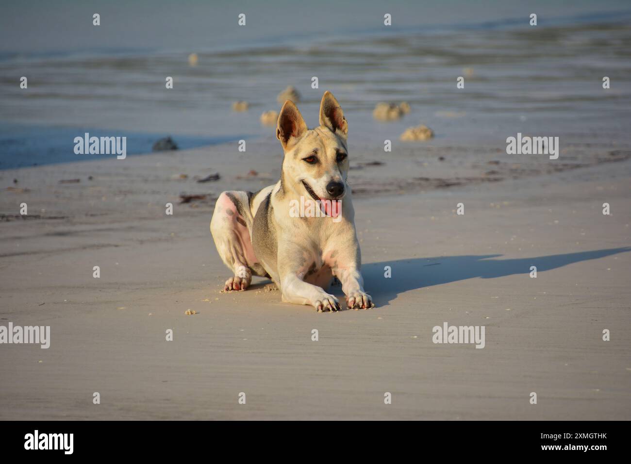 Cane randagio (Canis lupus familiaris) sdraiato sulla spiaggia sabbiosa dell'isola di Koh Rong Sanloem in Cambogia. Foto Stock