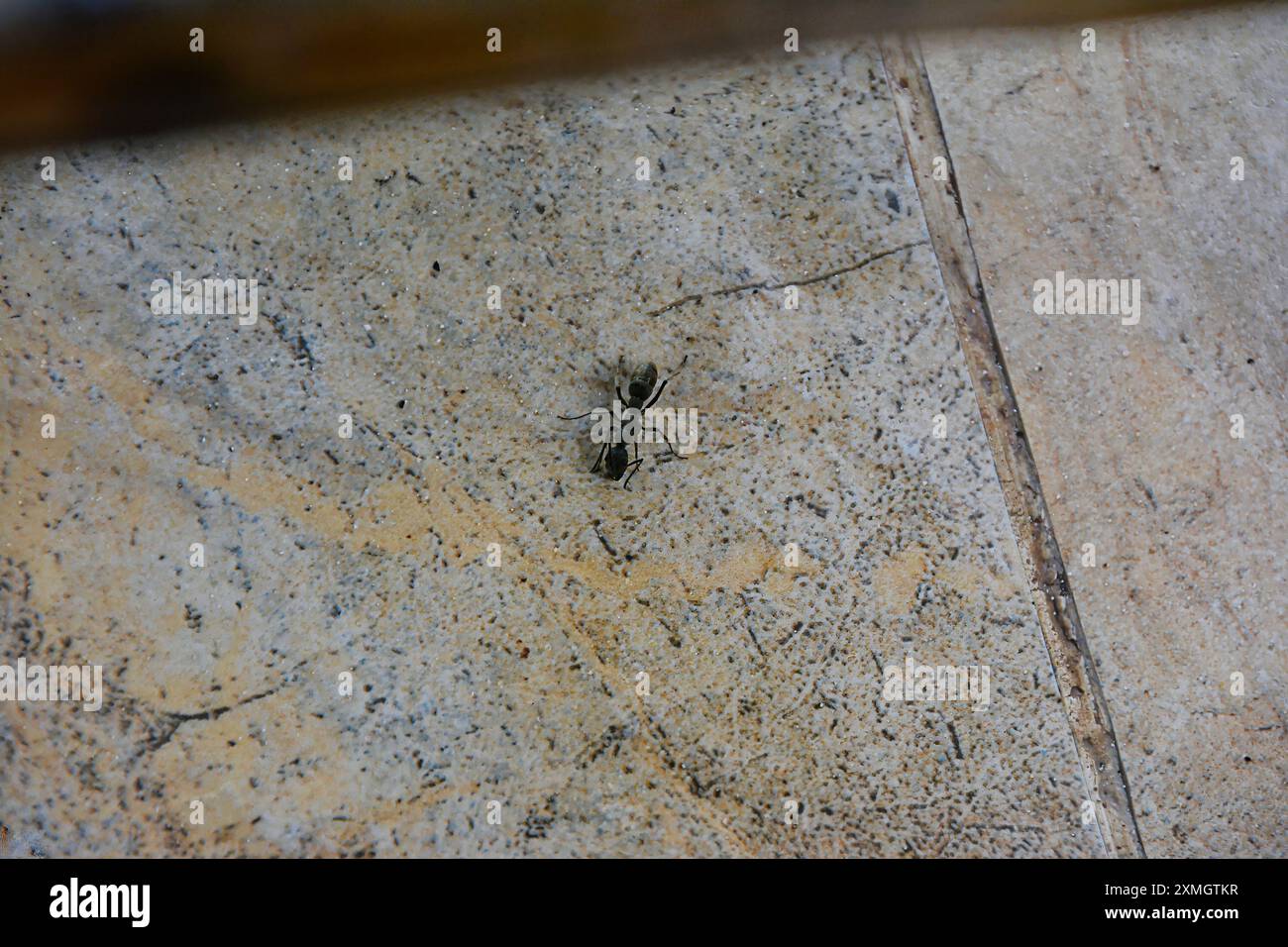 Ragno saltatore che imita la formica (Myrmarachne) che sembra una formica a sei zampe su un pavimento di pietra in Cambogia. Foto Stock
