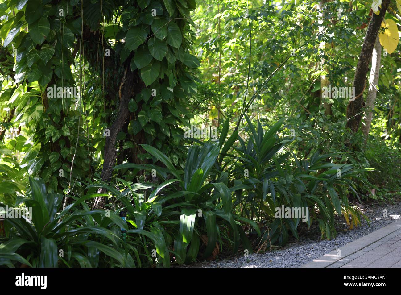 Il porto di Roatan è uno dei due porti di crociera di Roatan. Foto Stock