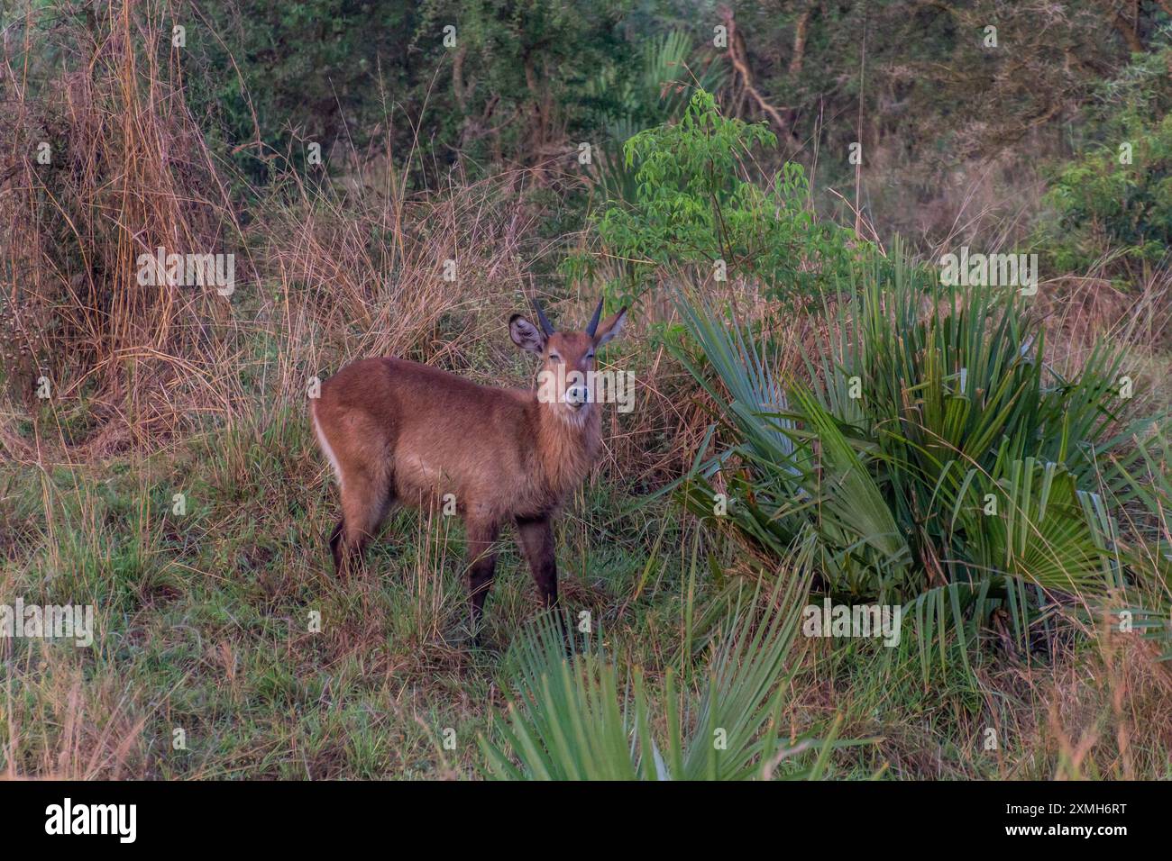 Defassa Waterbuck (Kobus ellipsiprymnus defassa) nel parco nazionale di Murchison Falls, Uganda Foto Stock