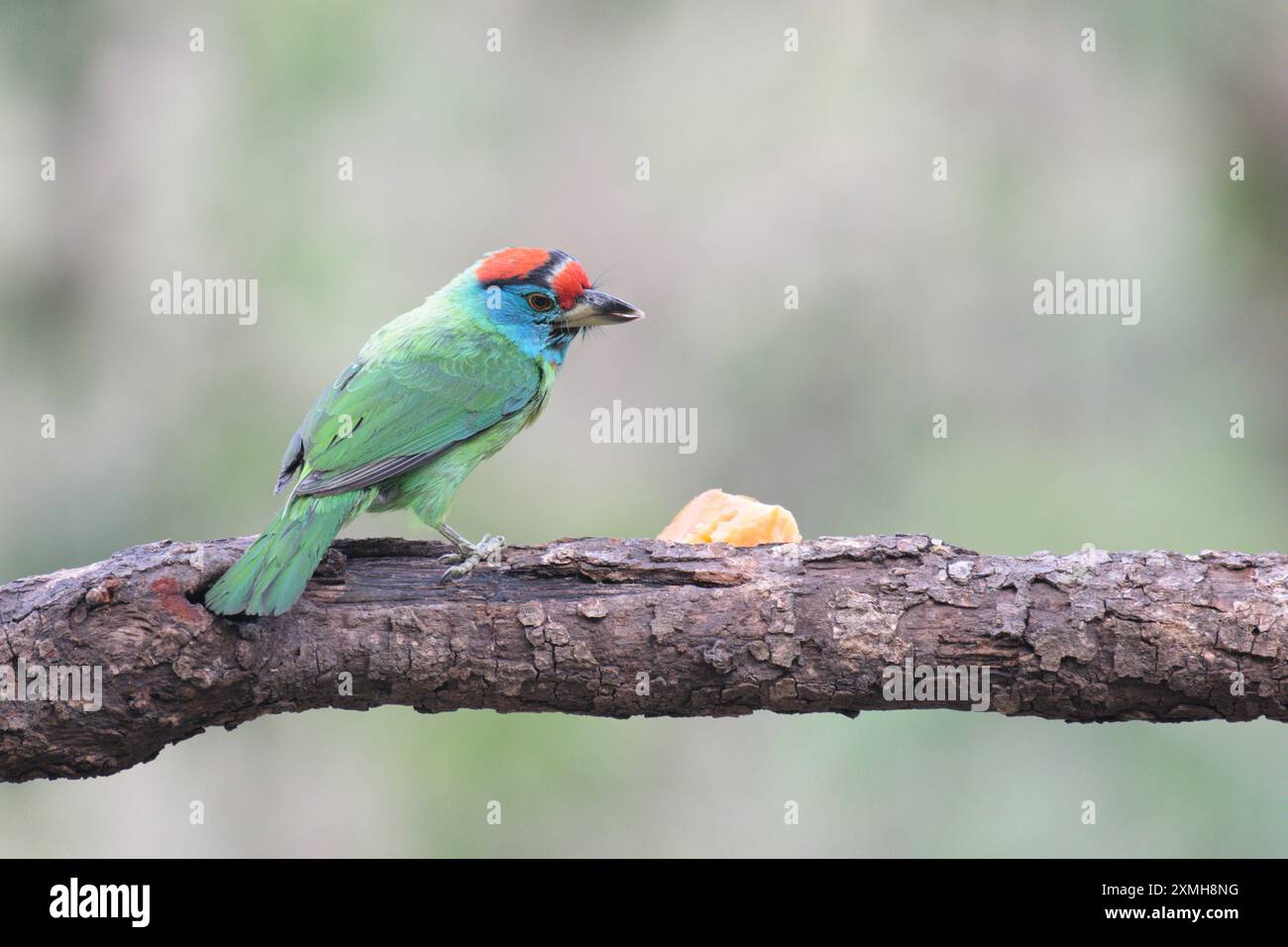 Barbet dalla gola blu seduto su un albero e guardando la papaya Foto Stock