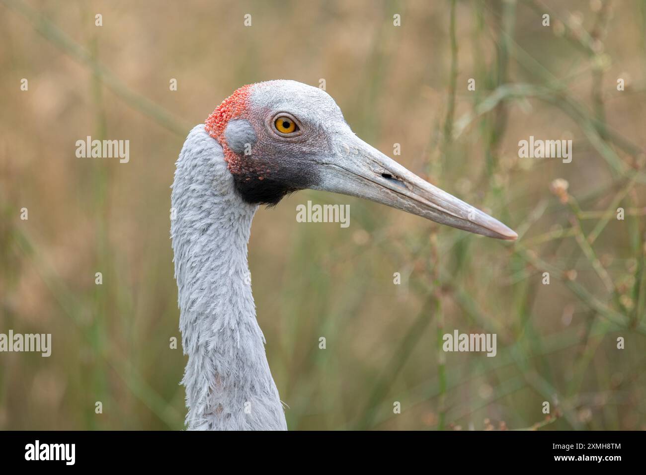 Ritratto degli uccelli di Brolga rivolto verso destra Foto Stock