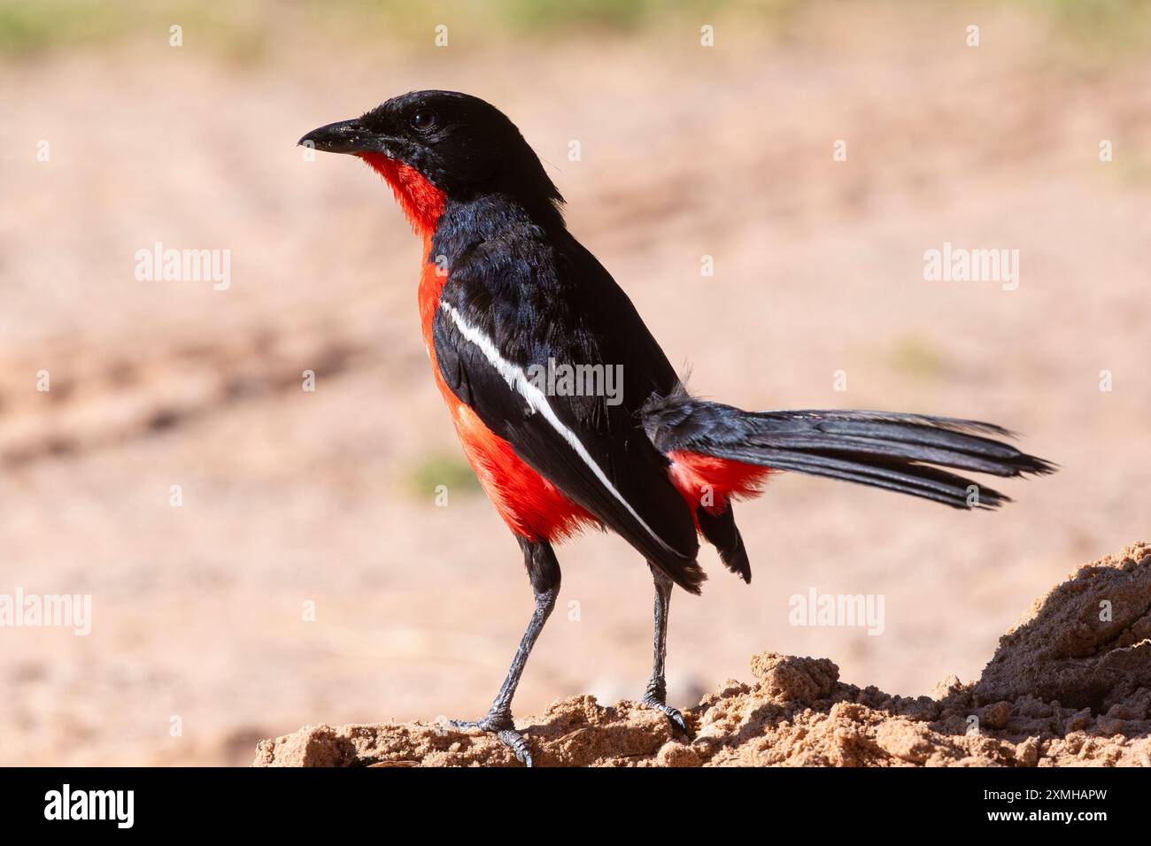Shrike petto cremisi o Gonolek petto cremisi (Laniarius atrococcineus) a terra nel semideserto arido, Kalahari, Sud Africa Foto Stock