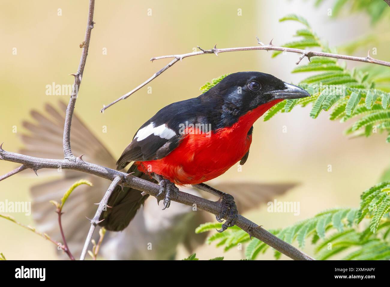 Gamberetto petto cremisi o Gonolek petto cremisi (Laniarius atrococcineus) Foto Stock