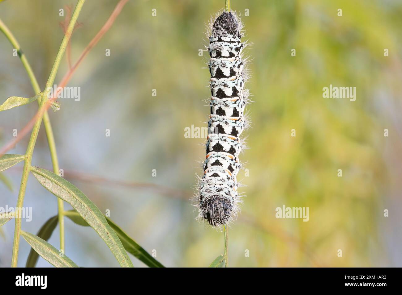 Zigzag Emperor Moth Caterpillar (Gonimbrasia tyrrhea) in Brazilian Pepper Tree, Velddrif, West Coast, Sudafrica Foto Stock