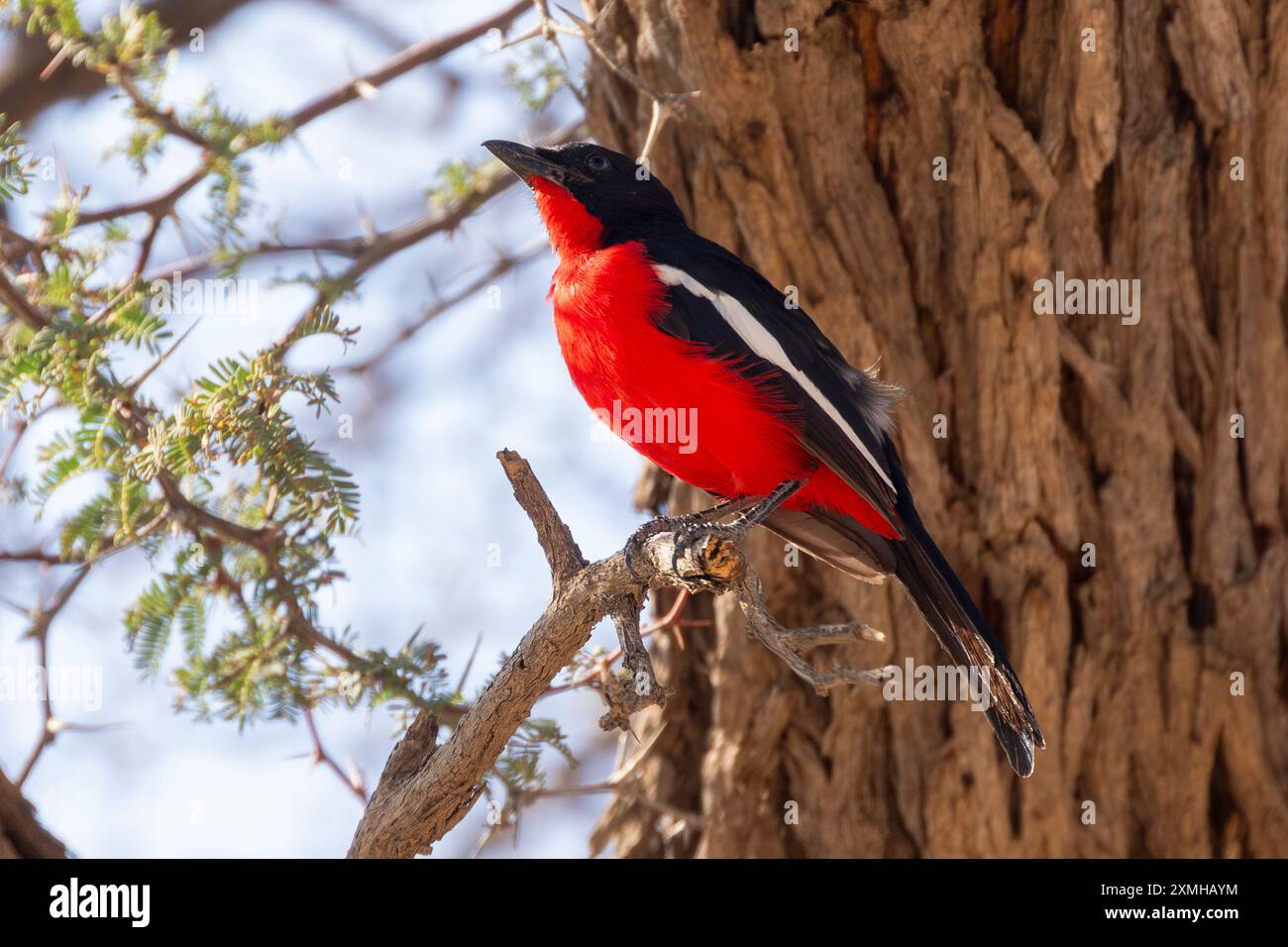 Shrike petto cremisi o Gonolek petto cremisi (Laniarius atrococcineus) arroccato nell'albero del corno di cammello, Kalahari, Sud Africa Foto Stock
