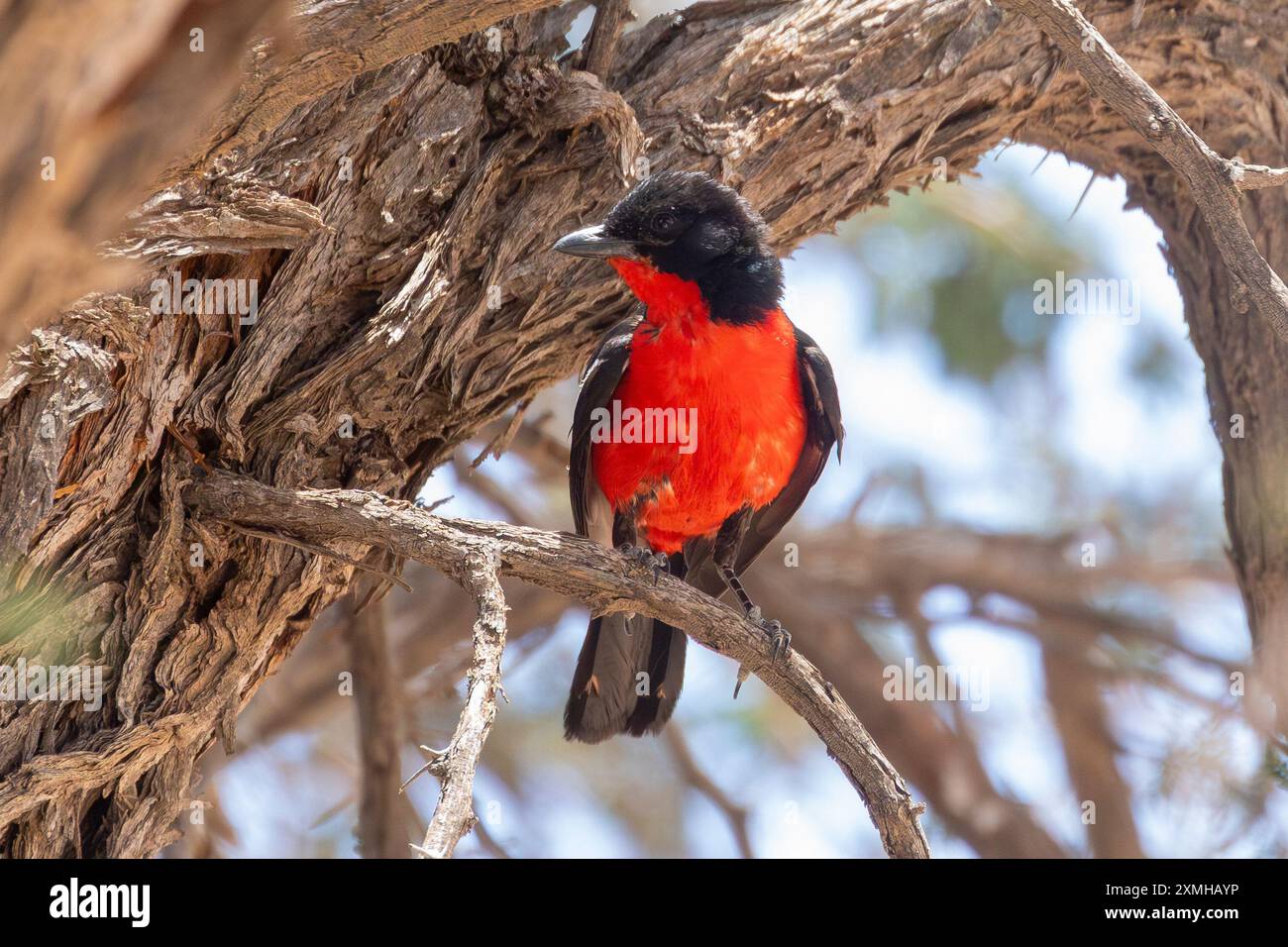 Shrike petto cremisi o Gonolek petto cremisi (Laniarius atrococcineus) arroccato a Camel Thorn, Kalahari, Sud Africa Foto Stock