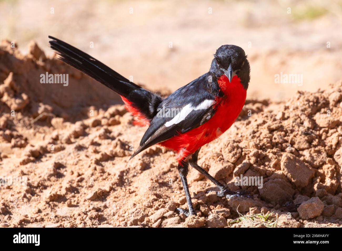 Shrike petto cremisi o Gonolek petto cremisi (Laniarius atrococcineus) a terra nelle dune rosse, Kalahari, Sud Africa Foto Stock