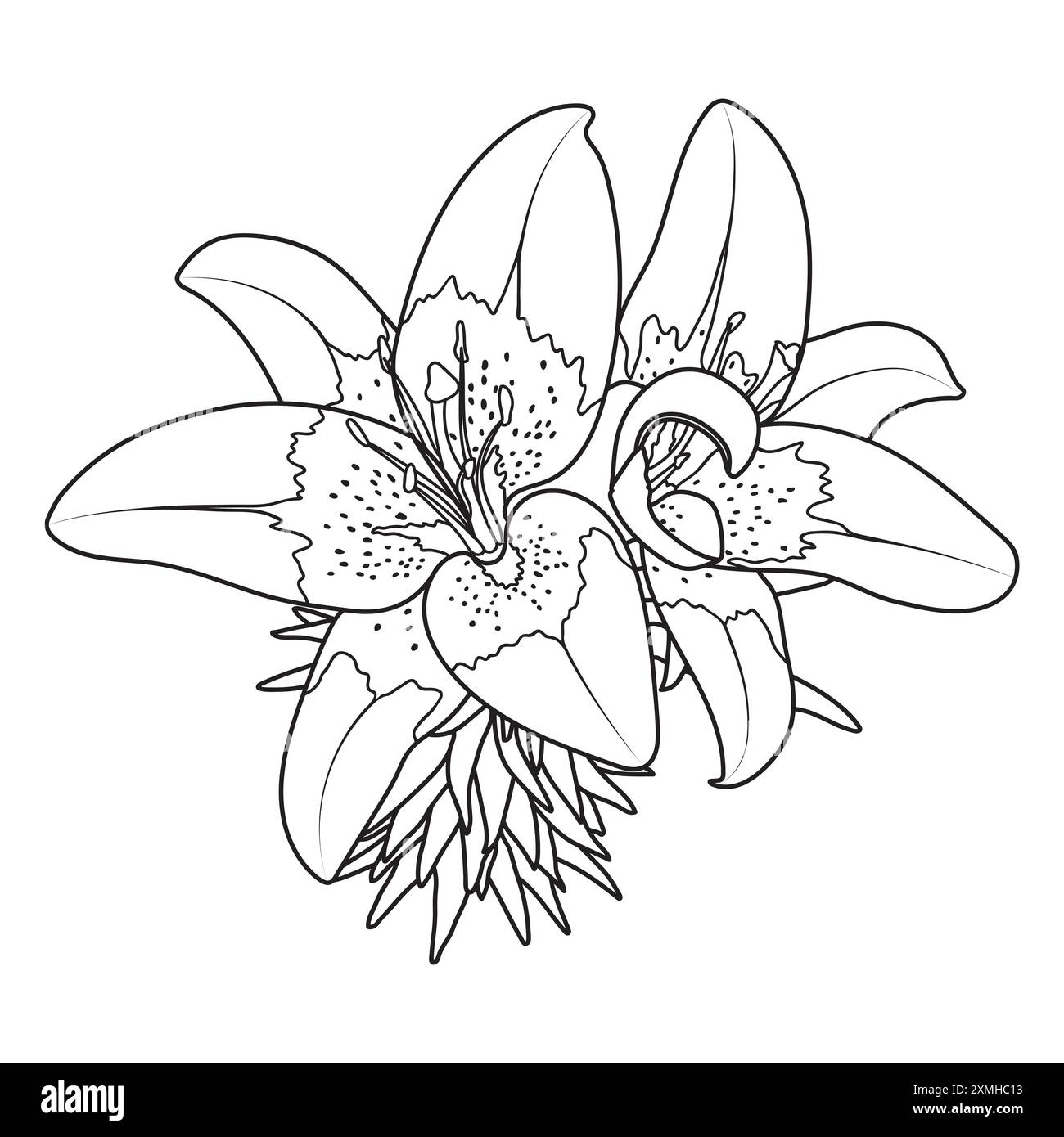 Elegante fiore di giglio orientale Stargazer, illustrazione vettoriale isolata. Delineare la pagina del libro da colorare Lilium Star Gazer. Illustrazione Vettoriale