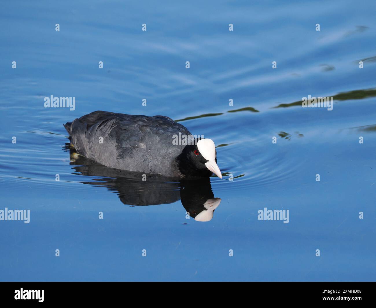 I Coot sono aggressivi durante tutto l'anno difendendo i territori da altri coot e spingendo fuori altri uccelli acquatici. Foto Stock