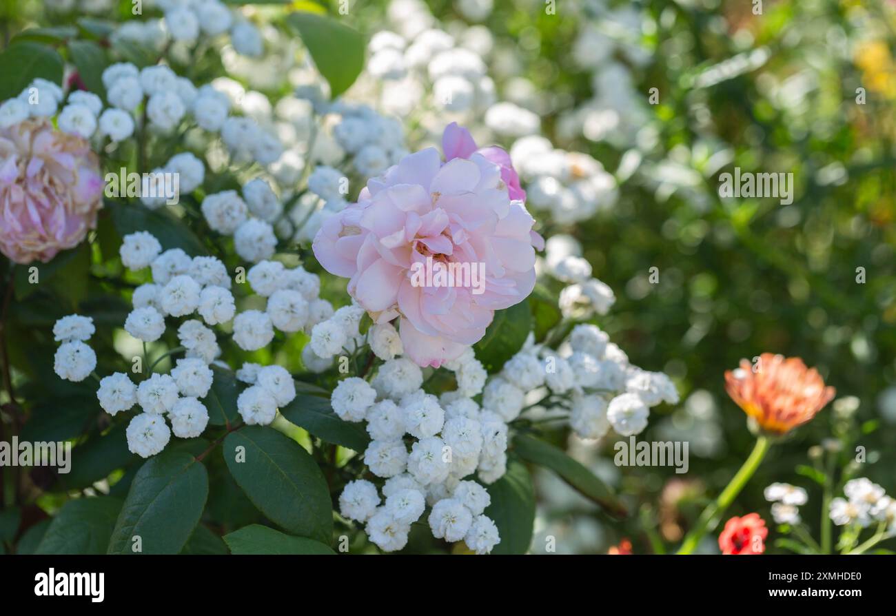 Rosa Arrampicata, " The Generous Gardner" "Ausdrawn" Foto Stock