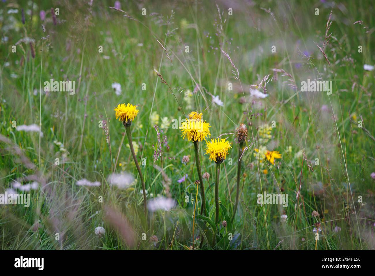 Un primo piano di un fiore in Val Duron, vicino a Campitello di Fassa - Val di Fassa - Italia Foto Stock