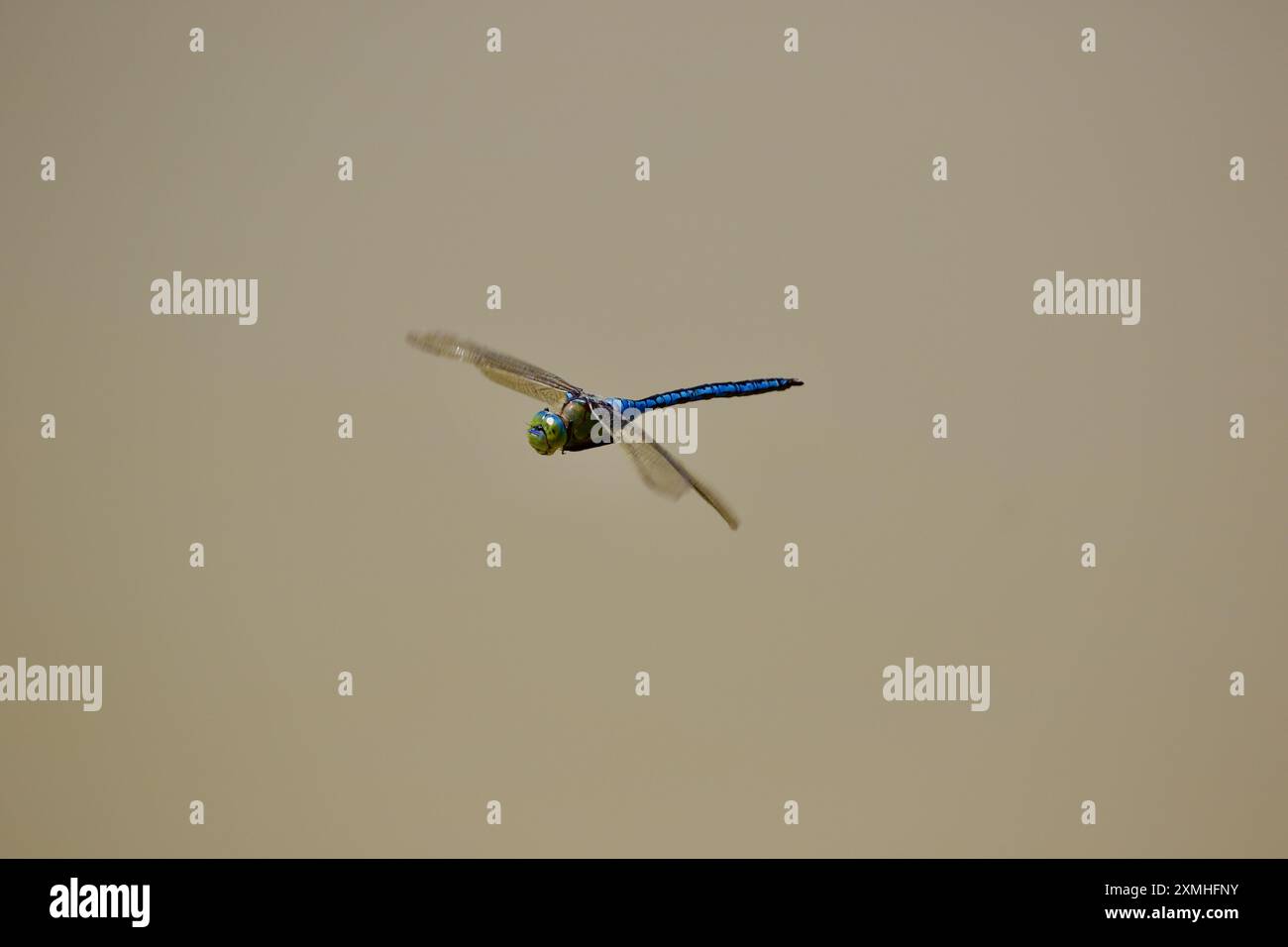 La libellula dell'Imperatore Blu (Anax imperator) sorvola uno stagno a Little Clacton Essex Regno Unito. Foto Stock