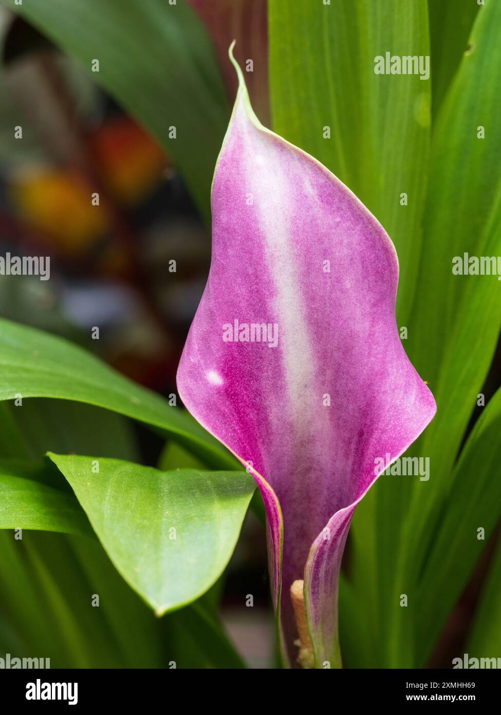 Singola punta dell'ibrido di giglio calla ornamentale e semiresistente, Zantedeschia; uva velluto' Foto Stock