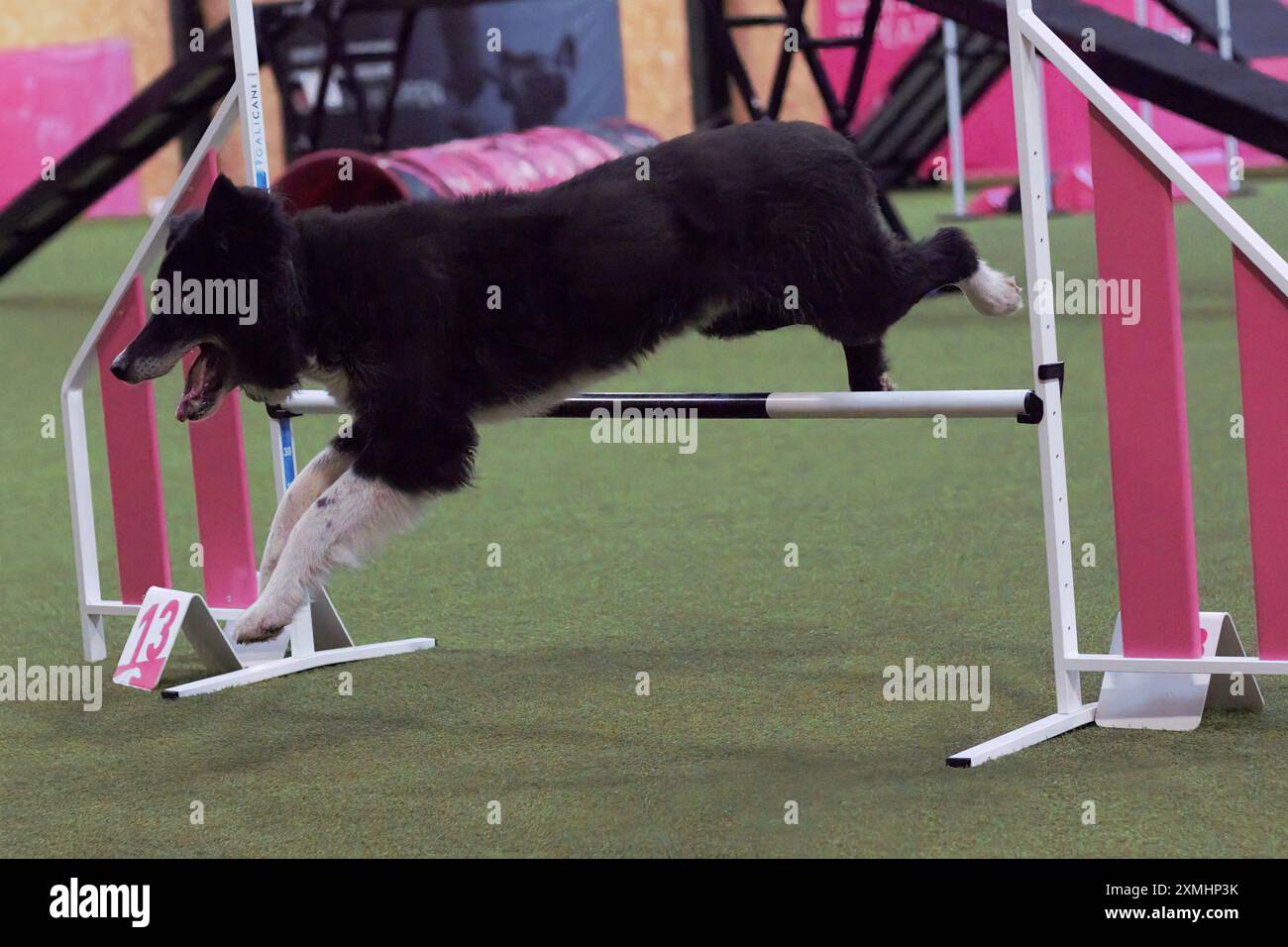 Un cane Border Collie bianco e nero, adulto, maschio, che salta su un ostacolo in un circuito di agilità al chiuso e sembra felice. Foto Stock