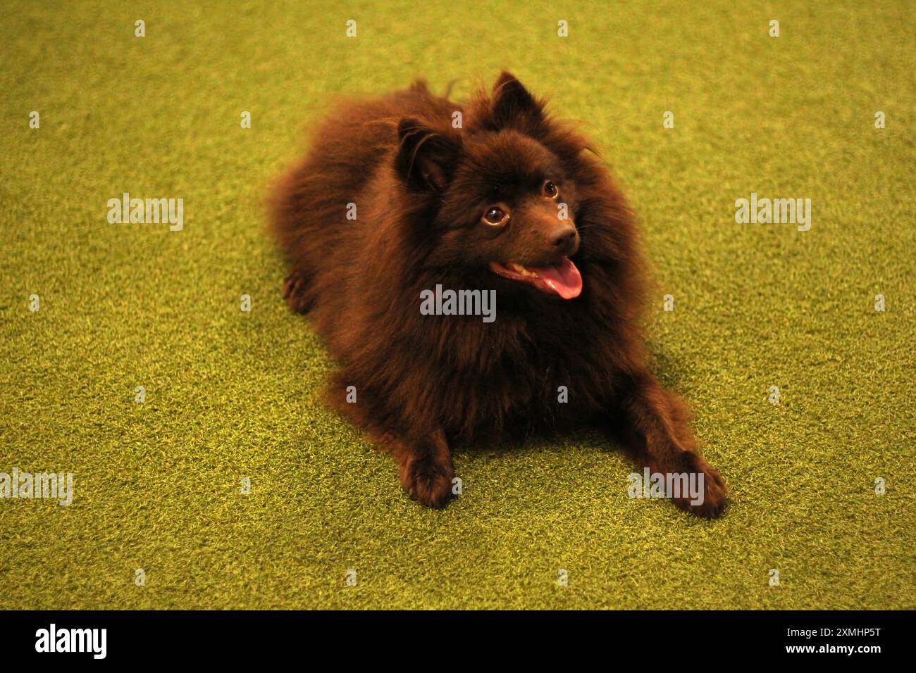 Un cane Spitz marrone, maschio e tedesco che guarda in alto Foto Stock