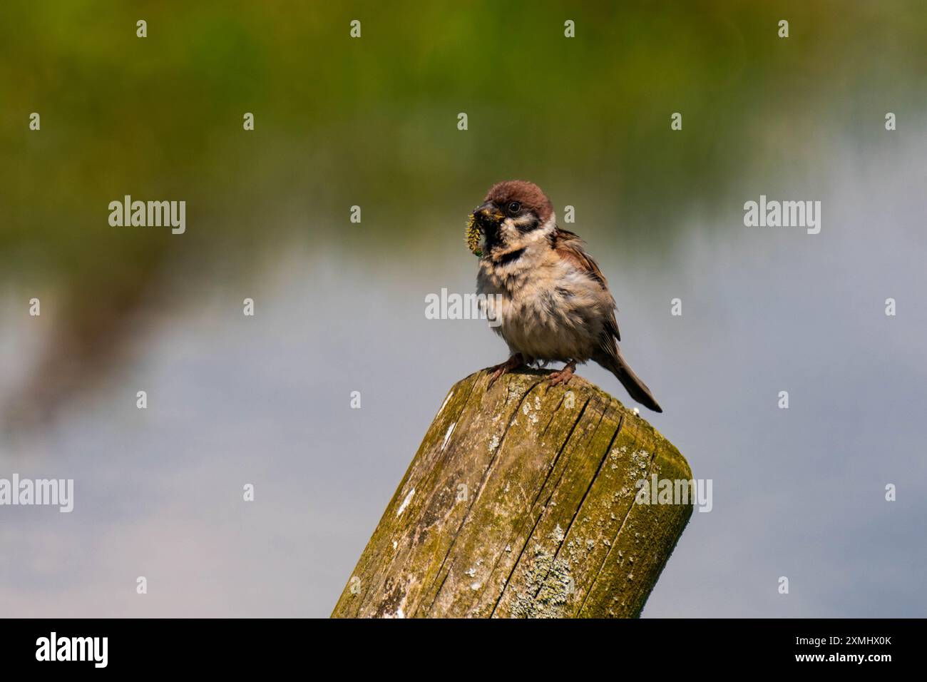 Passero eurasiatico seduto su un ceppo d'albero Foto Stock