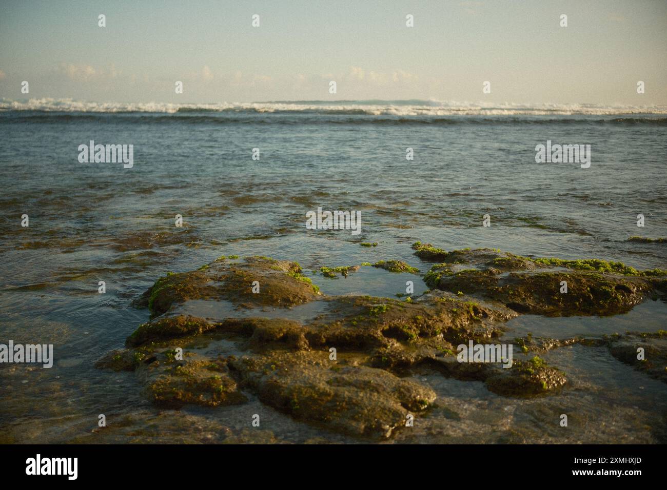 rocce coralline ricoperte di muschio visibili quando l'acqua del mare si ritira Foto Stock