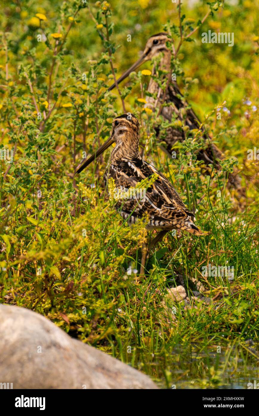 Due cecchini comuni (Gallinago gallinago) Foto Stock