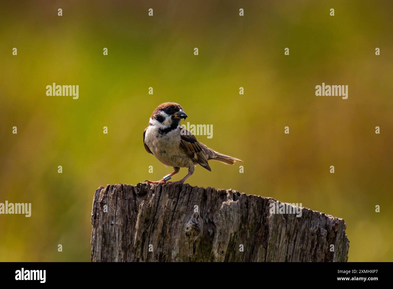 Passero eurasiatico seduto su un ceppo d'albero Foto Stock