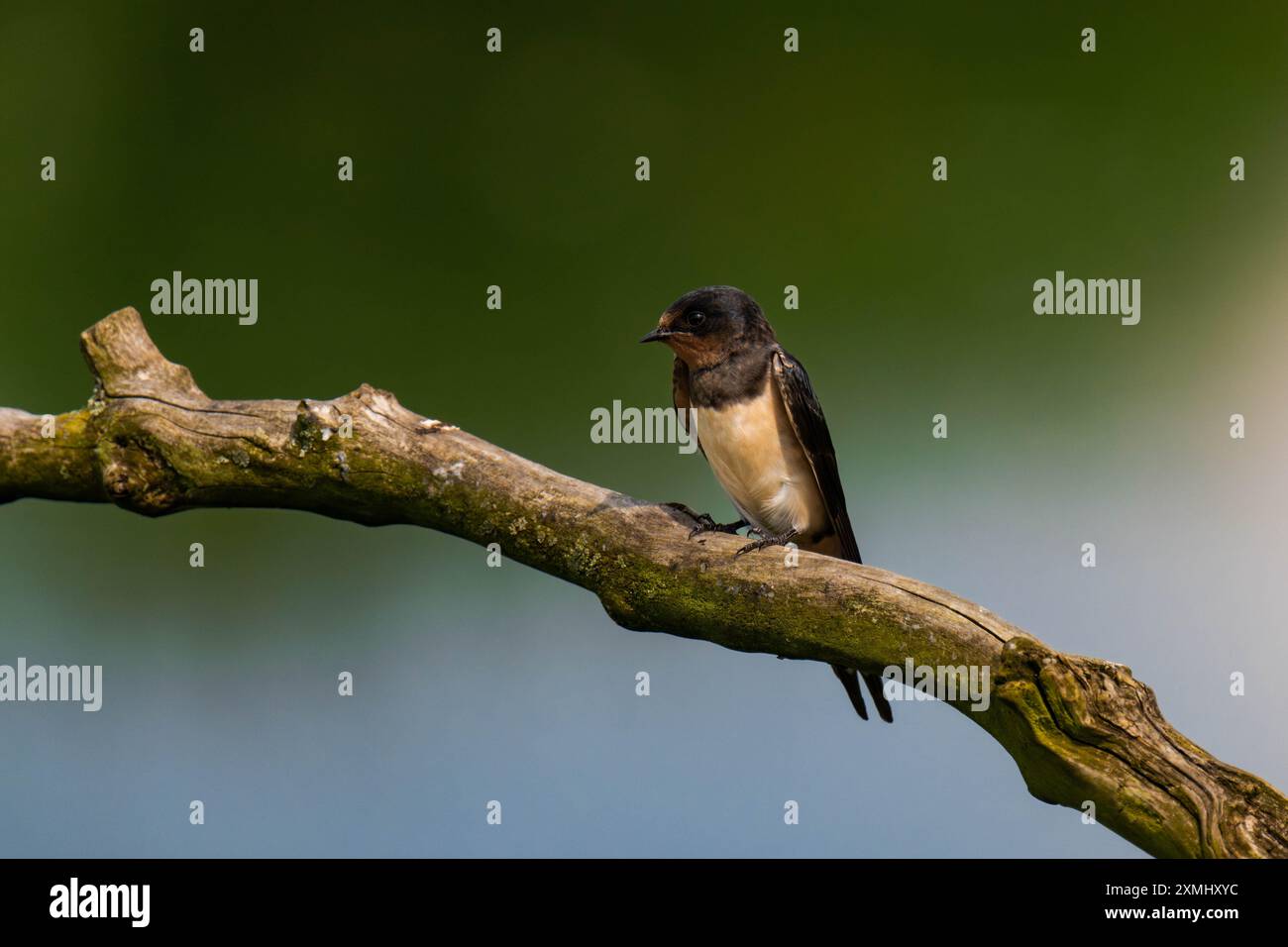 Rondine del fienile (Hirundo rustica) seduta su un ramo d'albero Foto Stock