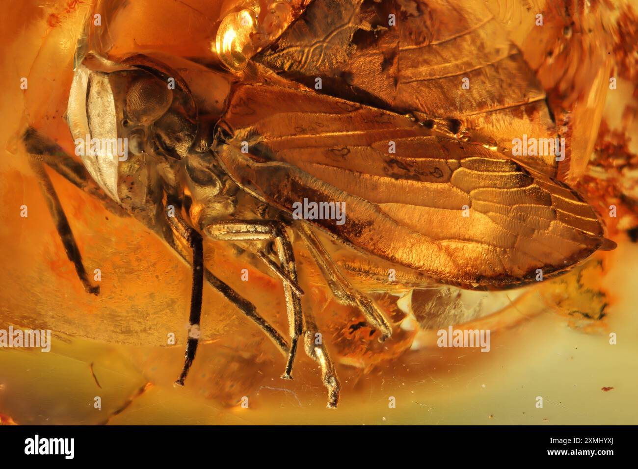 Planthopper imprigionato nell'ambra baltica Foto Stock