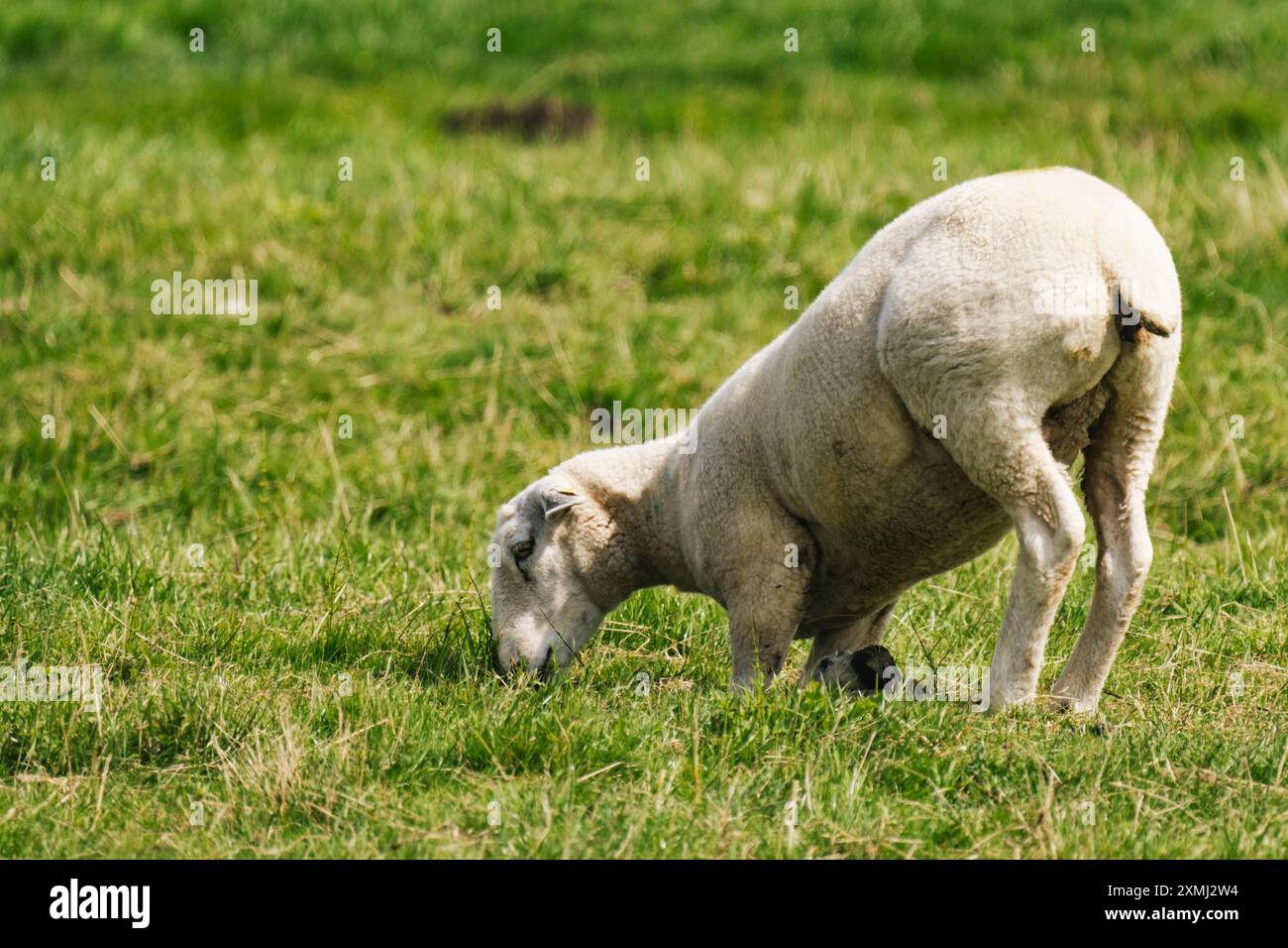 Pecore in ginocchio sulle gambe anteriori per mangiare un po' d'erba Foto Stock