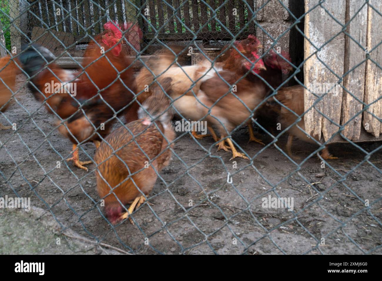 I polli si spostano all'interno della penna di pollo di fretta, sfocato in movimento Foto Stock