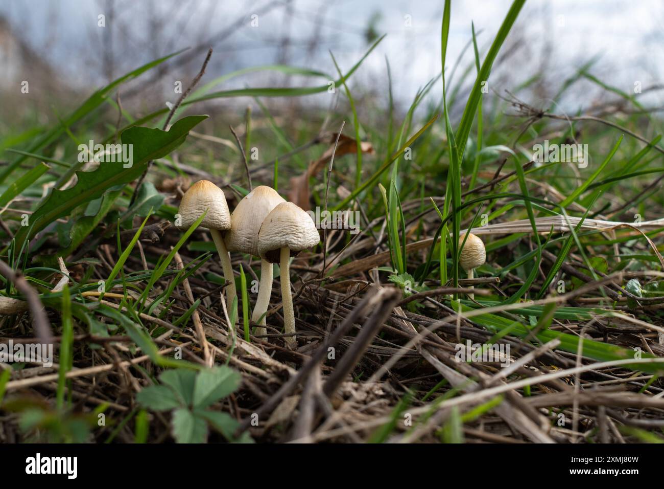 Piccoli funghi in erba, vecchi con cappucci rugosi di colore giallo pallido Foto Stock