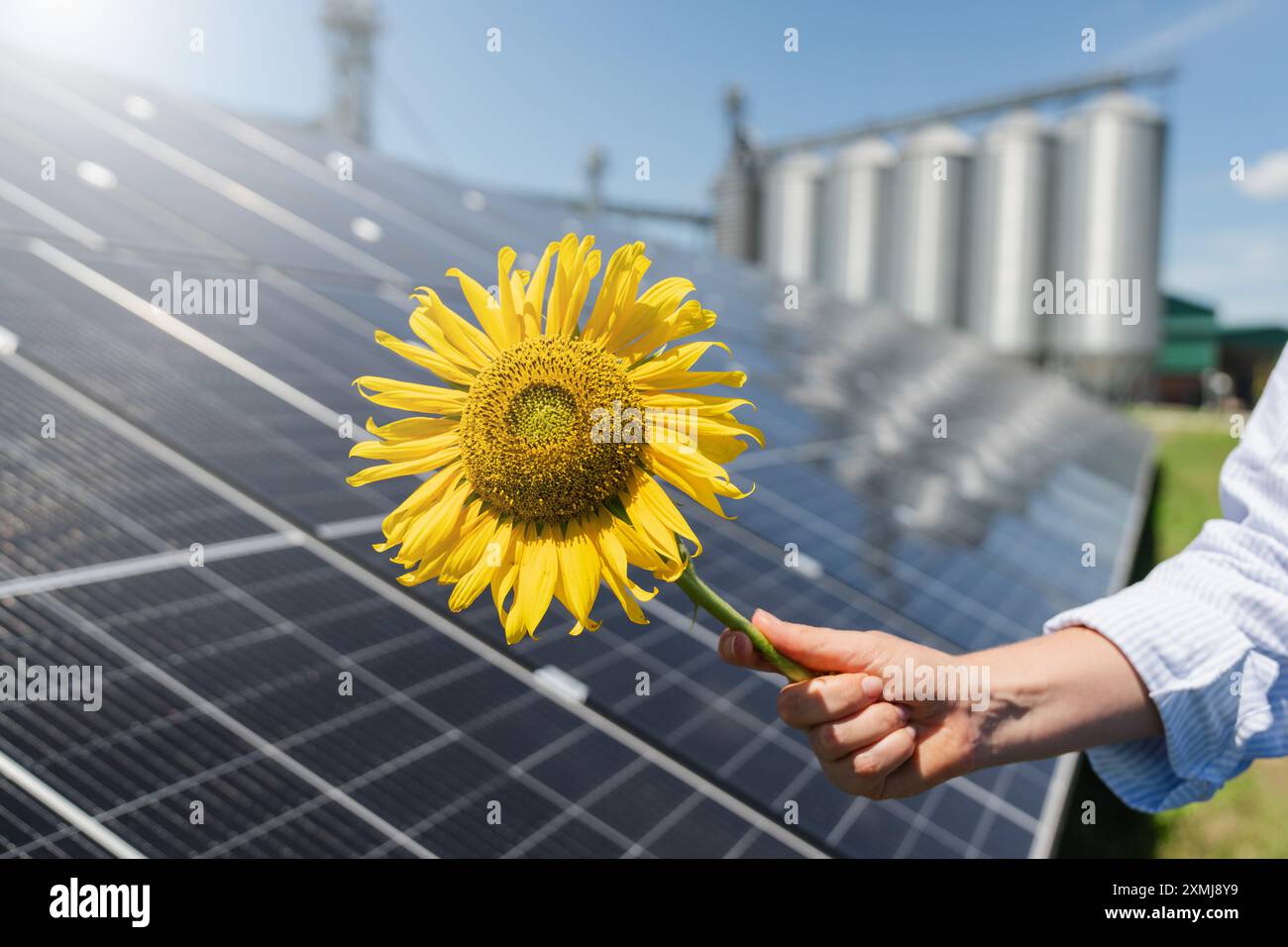 L'agricoltore tiene il girasole su uno sfondo di pannelli solari e silos agricoli. Foto Stock