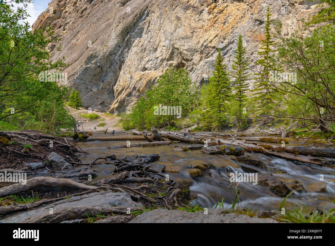 Vista sulla natura del lago di sentieri dei laghi grassi, immerso in una tranquilla natura selvaggia fuori dalla città di Canmore vicino a Kananaskis durante la stagione estiva. Foto Stock