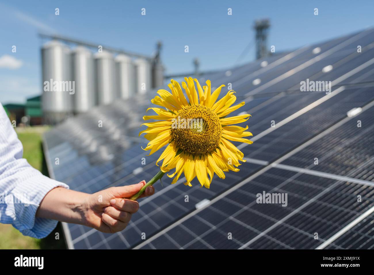 L'agricoltore tiene il girasole su uno sfondo di pannelli solari e silos agricoli. Foto Stock