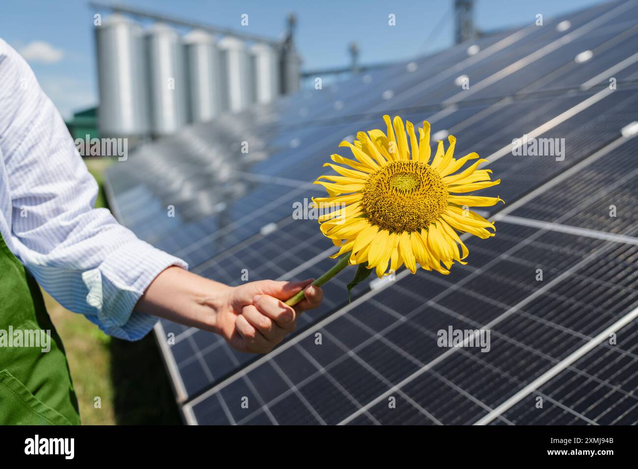 L'agricoltore tiene il girasole su uno sfondo di pannelli solari e silos agricoli. Foto Stock