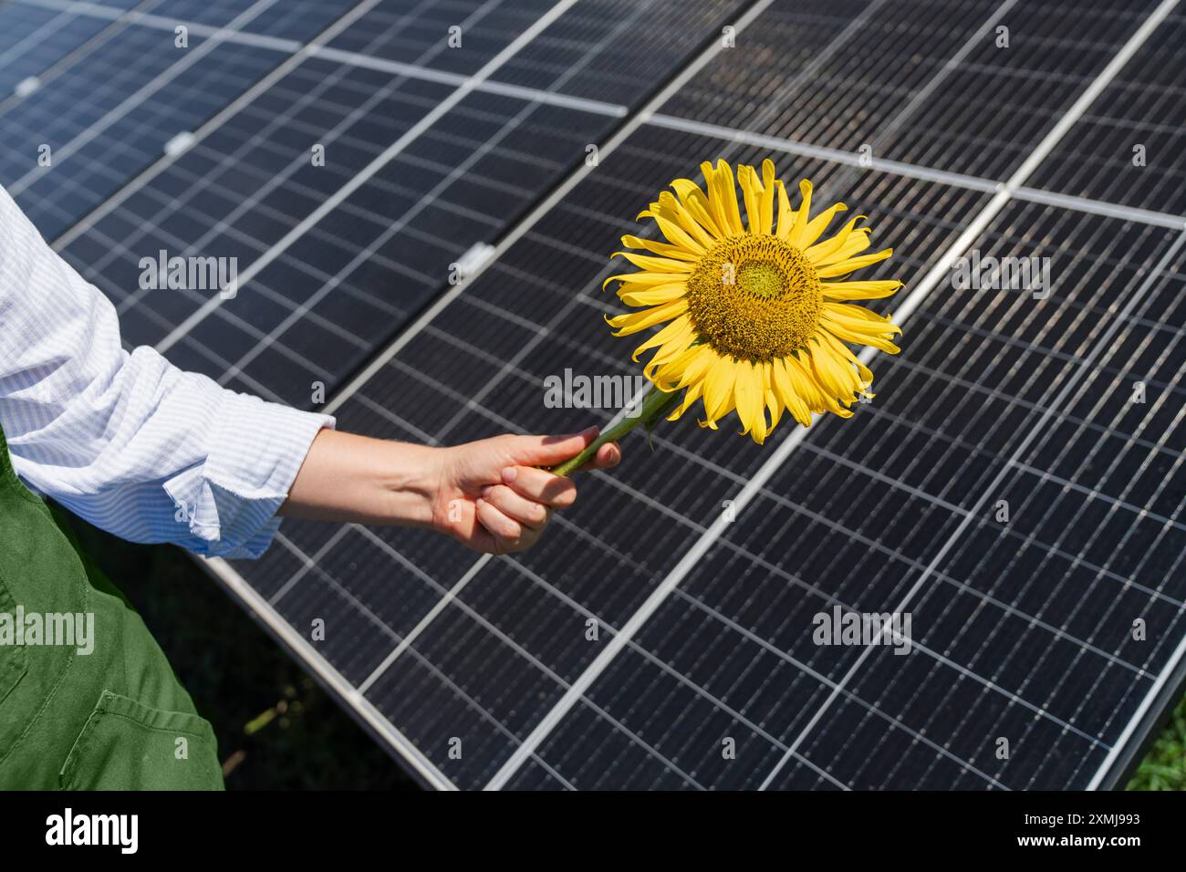 L'agricoltore tiene il girasole su uno sfondo di un pannello solare. Foto Stock