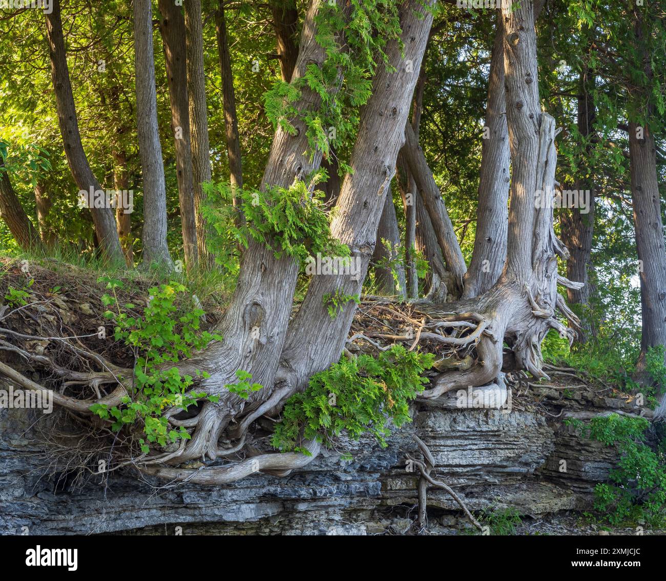 La luce del sole filtra attraverso il baldacchino, proiettando un bagliore dorato sulle radici degli alberi che si aggrappano tenacemente alle scogliere, mentre la vivace vegetazione nel backgro Foto Stock