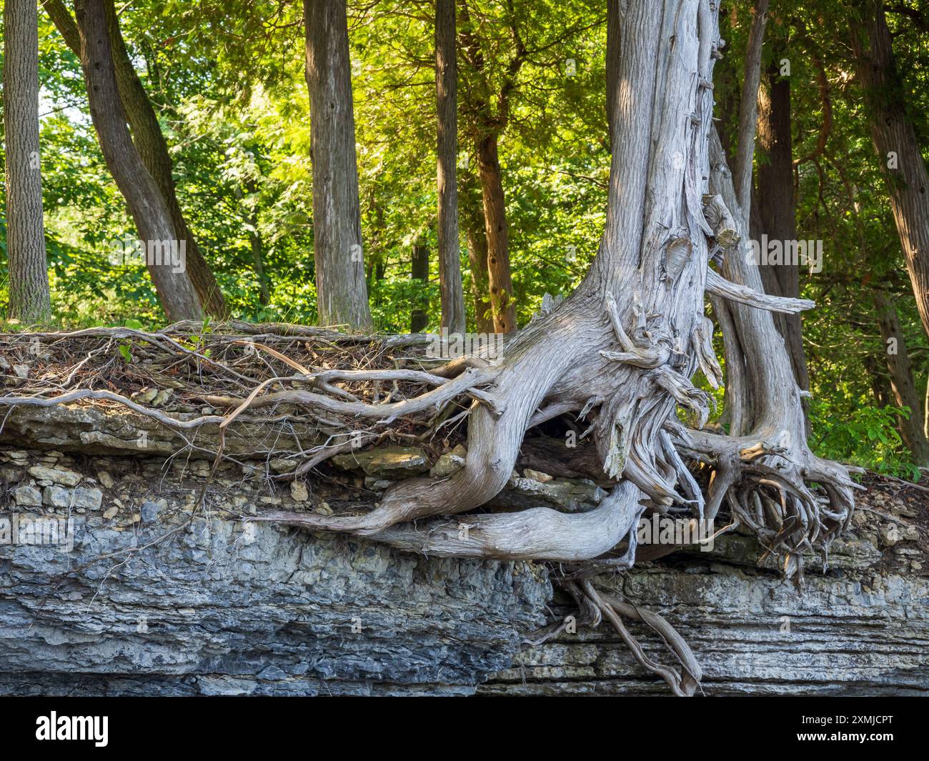 La luce del sole filtra attraverso il baldacchino, proiettando un bagliore dorato sulle radici degli alberi che si aggrappano tenacemente alle scogliere, mentre la vivace vegetazione nel backgro Foto Stock