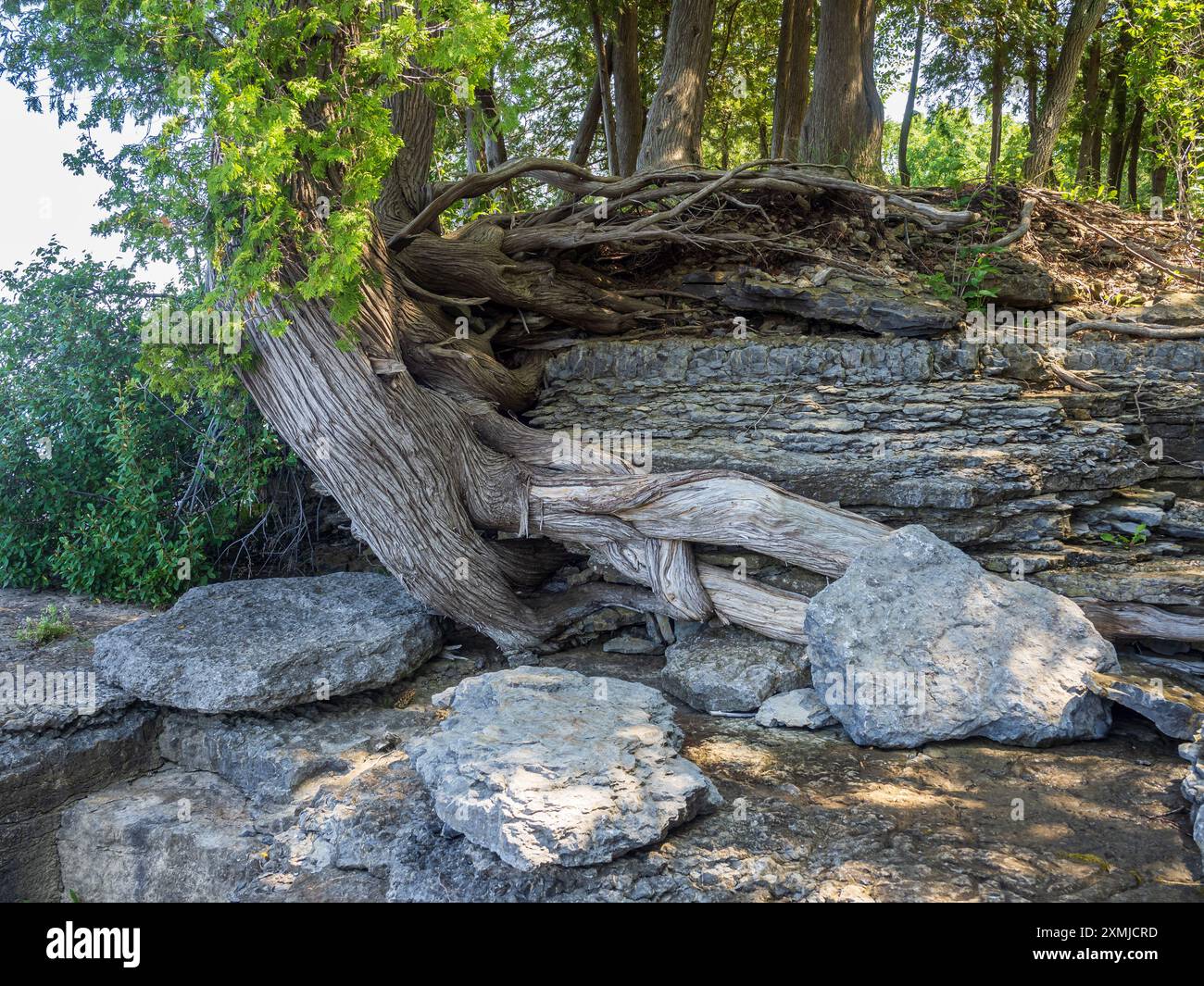 La luce del sole filtra attraverso il baldacchino, proiettando un bagliore dorato sulle radici degli alberi che si aggrappano tenacemente alle scogliere, mentre la vivace vegetazione nel backgro Foto Stock