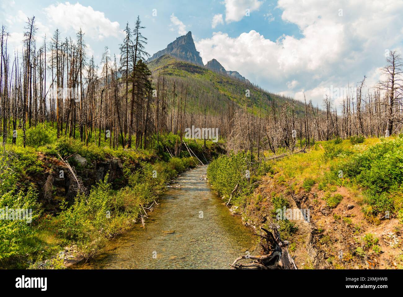 Anderson Peak nel Waterton National Park, Alberta durante l'estate, con splendide viste estive, letto incontaminato di Clear creek con magnifica vista sulla vetta. Foto Stock