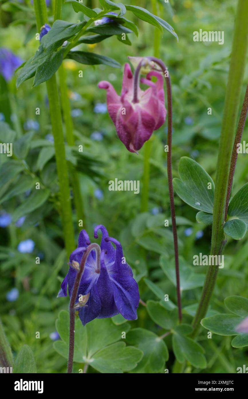 Fiori di colombina (Aquilégia vulgáris) noti anche come cappellino da notte della nonna e cofano della nonna Foto Stock