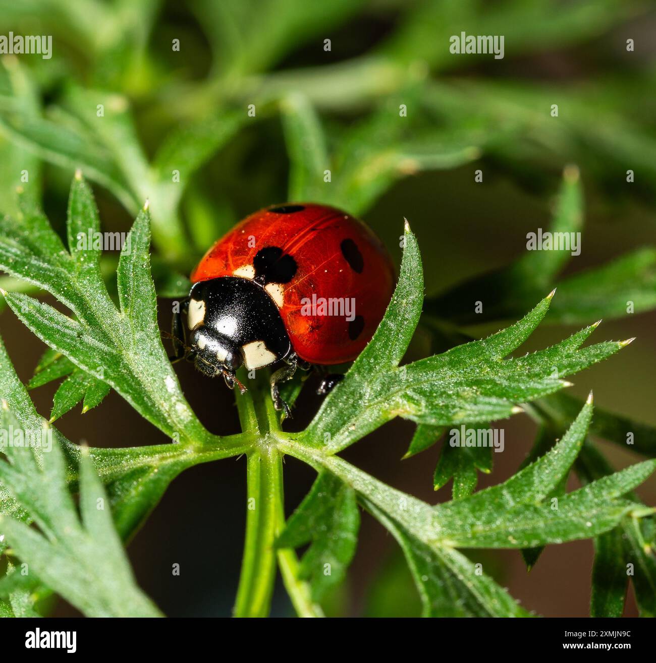 macro fotografia di insetti primo piano sulla natura Foto Stock