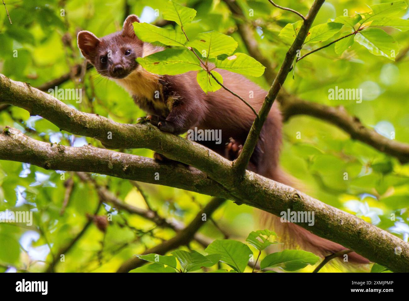 Una martora si arrampica abilmente su un albero alto e robusto tra il vivace fogliame verde che lo circonda graziosamente Foto Stock