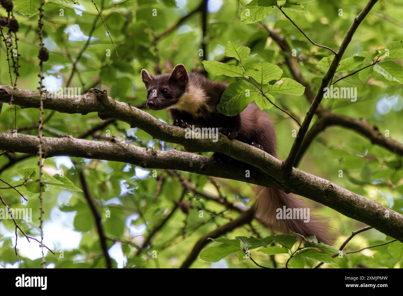 Una martora si arrampica abilmente su un albero alto e robusto tra il vivace fogliame verde che lo circonda graziosamente Foto Stock