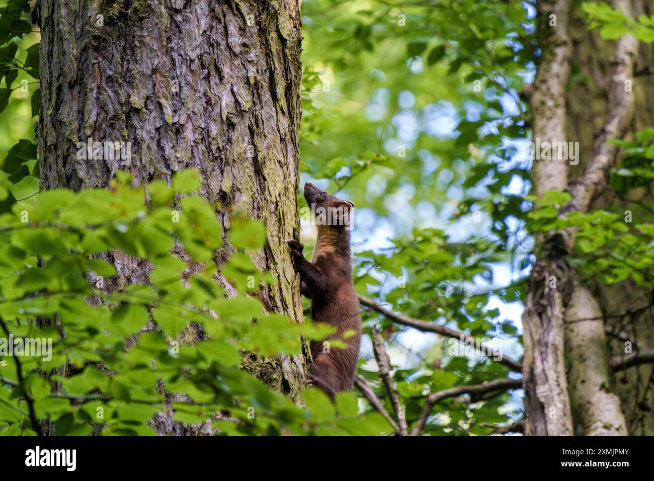 Una martora si arrampica abilmente su un albero alto e robusto tra il vivace fogliame verde che lo circonda graziosamente Foto Stock