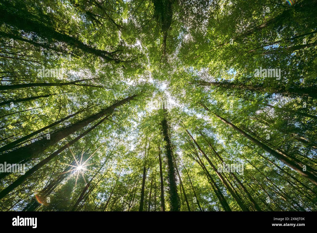 Una splendida vista delle tettoie degli alberi illuminate dal sole consente di apprezzare la bellezza della natura, creando un'atmosfera tranquilla della foresta Foto Stock