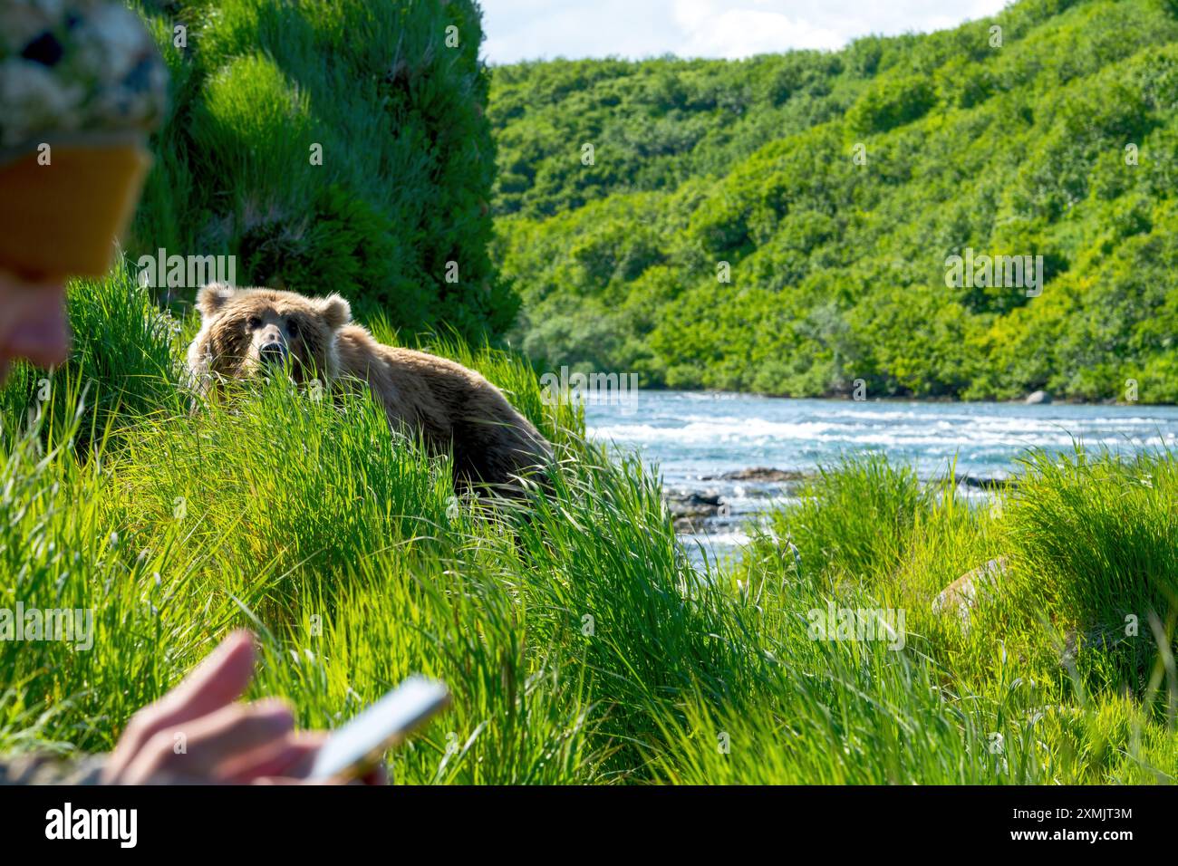 Orso guarda una persona su un cellulare Foto Stock