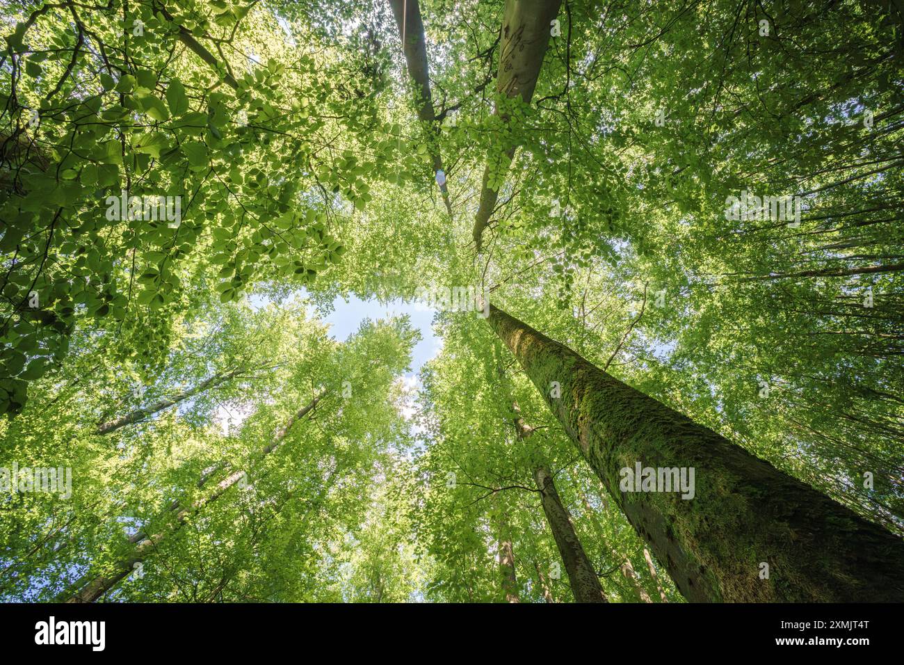 Una splendida vista delle tettoie degli alberi illuminate dal sole consente di apprezzare la bellezza della natura, creando un'atmosfera tranquilla della foresta Foto Stock