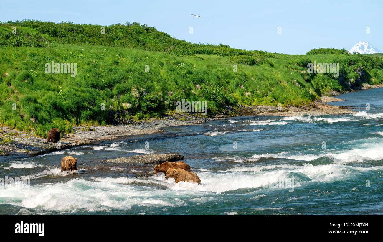 Fiume selvaggio dell'Alaska con orsi bruni Foto Stock