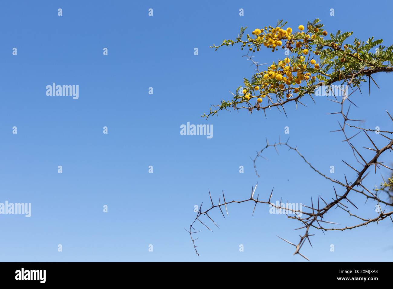 Fiori di acacia gialli e rami spinosi contro il cielo limpido Foto Stock