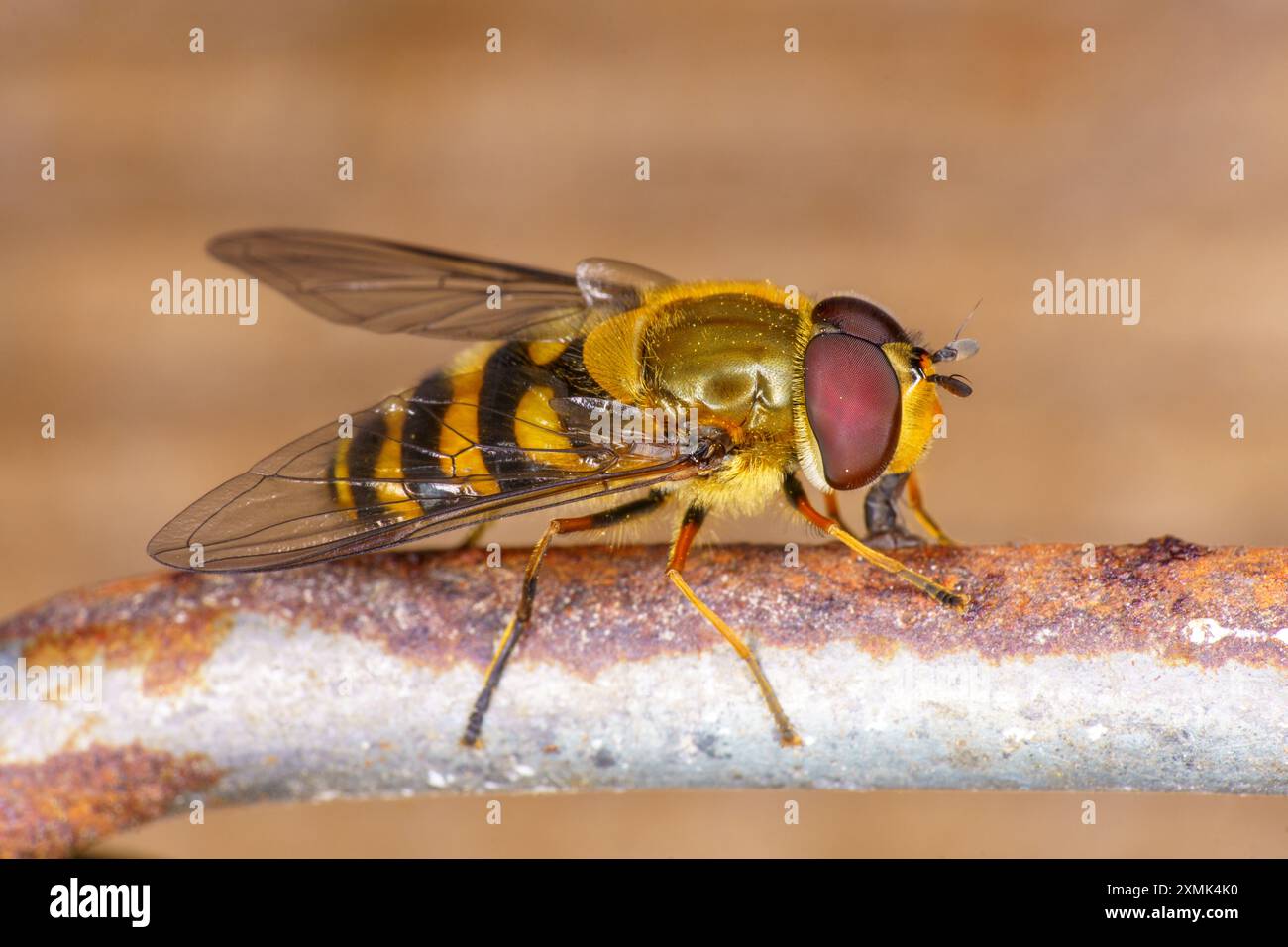 Syrphus torvus famiglia Syrphidae genere Syrphus Fiore dagli occhi pelosi volare natura selvaggia insetti fotografia, foto, sfondo Foto Stock